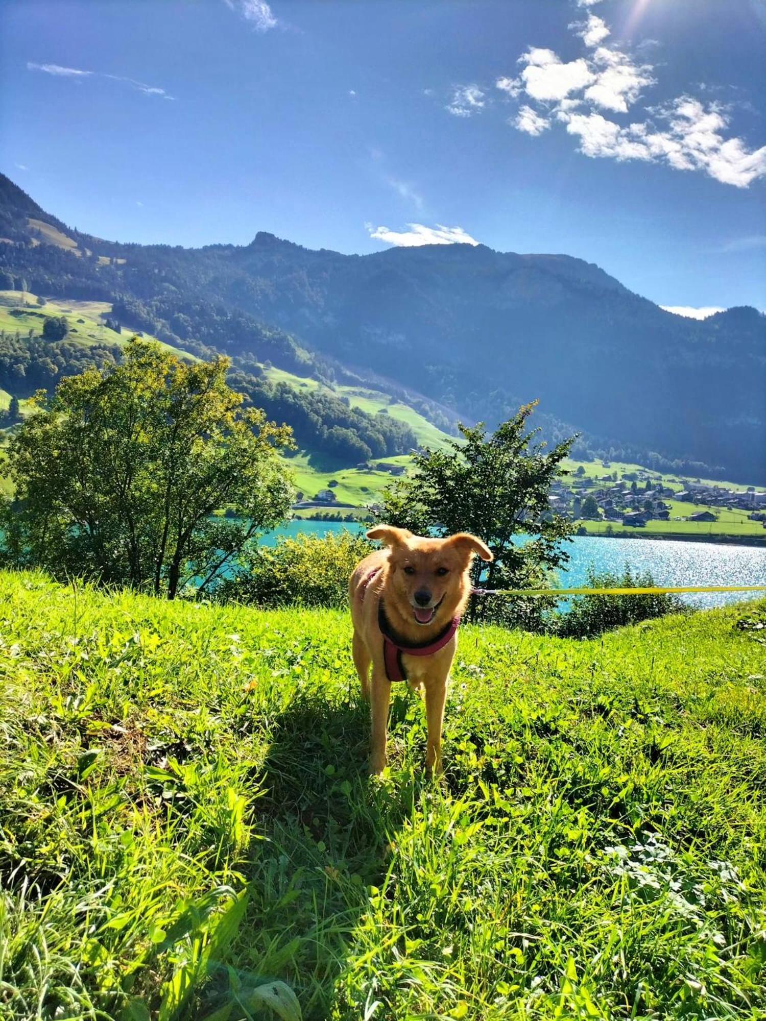 Gemuetliche Fewo Mit Sauna Inmitten Der Berge Meiringen Extérieur photo